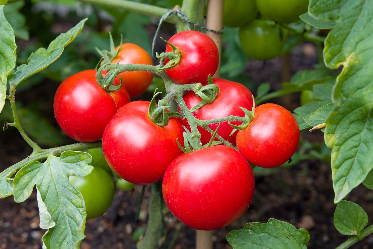 Growing Tomatoes in Garden