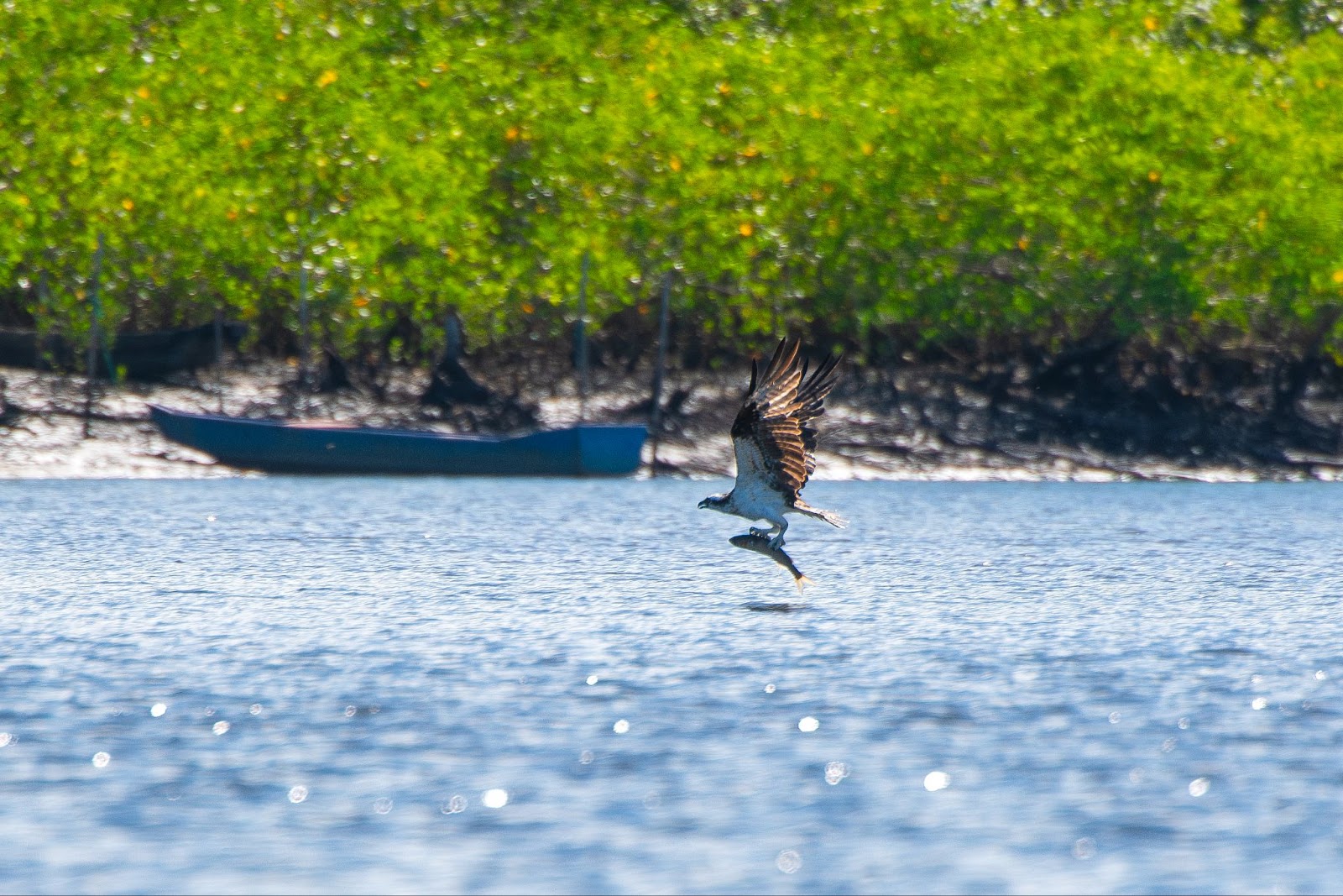 Águia-pescadora voando sobre o Rio Piraquê-Açu, com suas garras preparadas para capturar o peixe