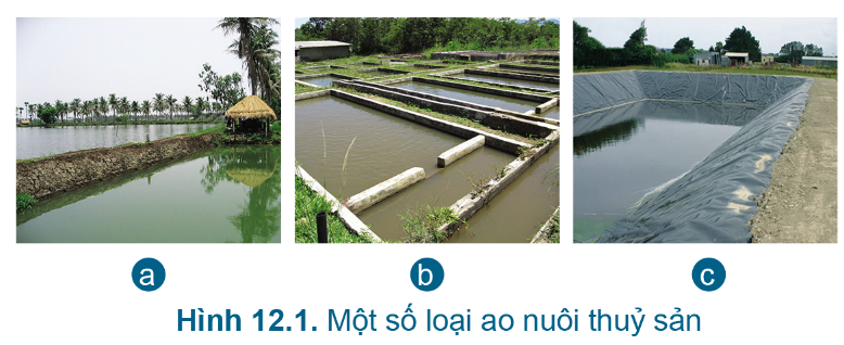 BÀI 12.QUY TRÌNH NUÔI CÁ NƯỚC NGỌT TRONG AOMỞ ĐẦUCâu hỏi: Em hãy cho biết sự khác biệt về vật liệu xây dựng ao nuôi thủy sản trong Hình 12.1.Đáp án chuẩn:- Hình 12.1a : Đất sét- Hình 12.1b : Đổ bê tông- Hình 12.1c : Kè đá1. GIỚI THIỆU CHUNG VỀ QUY TRÌNH NUÔI CÁ NƯỚC NGỌT TRONG AOCâu hỏi : Em hãy nêu quy trình nuôi cá nước ngọt trong ao ở Hình 12.2Đáp án chuẩn:Chuẩn bị ao => Thả cá giống => Chăm sóc, quản lí cá sau khi thả => Thu hoạchLuyện tập : Em hãy quan sát Hình 12.3 và chỉ rõ các hoạt động nuôi cá nước ngọt trong aoĐáp án chuẩn:Hình 12.2a: Xử lý, chuẩn bị ao nuôi: vét bùn đáy đắp bờHình 12.2b: Tát nướcHình 12.2c:  Thả cáHình 12.2d: Sục nướcHình 12.2e: Cho cá ănHình 12.2g: Thu hoạch cá2. QUY TRÌNH NUÔI CÁ NƯỚC NGỌT TRONG AO2.1.Chuẩn bị ao nuôiCâu hỏi : Chuẩn bị ao nuôi cho cá nước ngọt gồm những công việc gì ?Đáp án chuẩn:- Làm cạn nước trong ao.- Vệ sinh xung quanh ao, lắp hệ thống hang hốc, sửa cống và lắp lưới chắn.- Vét bớt bùn đáy và san phẳng đáy ao.- Bón vôi để cải tạo đáy ao và diệt mầm bệnh.- Phơi đáy ao khoảng 2-3 ngày.- Lọc nước qua túi lọc vào ao độ sâu 30-50 cm trước khi thả cá giống.Luyện tập : Hãy mô tả các hoạt động cải tạo ao nuôi trong hình 12.4Đáp án chuẩn:- Hình 12.4a: Phơi đáy ao- Hình 12.4b: Làm vệ sinh xung quanh ao- Hình 12.4c: Vét bùn đáy, san phẳng đáy ao- Hình 12.4d: Bón vôi cải tạo đáy ao và diệt mầm bệnh2.2.Thả cá giống Câu hỏi : Vì sao nên ghép các loài cá sống ở tầng nước khác nhau và không cạnh tranh về thức ăn.Đáp án chuẩn:Tận dụng triệt để không gian sống, cho hiệu quả kinh tế cao nhất.VD. 1. Quan sát Hình 12.5, cho biết vì sao các loài cá này có thể nuôi ghép được với nhau?2. Khi thả cá giống, cần quan tâm đến những yếu tố nào?Đáp án chuẩn:1. Vì ăn uống khác nhau và sống ở các tầng nước khác nhau.2. Nguyên tắc ghép các loài cá: mùa vụ, mật độ, yêu cầu chất lượng và cách thả.2.3.Chăm sóc, quản lí cá sau khi thảCâu hỏi: Chăm sóc, quản lí cá sau khi thả bao gồm những công việc nào?Đáp án chuẩn:Quản lí thức ăn cho cá, chất lượng nước ao nuôi, sức khỏe cáLuyện tập :1.Hãy tìm hiểu về thức ăn của một loại cá nước ngọt được nuôi phổ biến.2.Hãy giải thích hiện tượng cá nổi đầu. Cần xử lí như thế nào khi gặp hiện tượng này ?Đáp án chuẩn:1. Cá basa ăn cá con, giun, ốc, côn trùng, rau, bèo cám.2. - Ao nuôi thiếu oxy và nhiễm khí độc.- Đổ nước mới vào ao nhiều hơn, ngừng bón phân và cho cá ăn.2.4.Thu hoạchCâu hỏi : Khi nào thì nên thu tỉa, thu toàn bộ? Vì sao?Đáp án chuẩn:- Thu tỉa: con to đạt tiêu chuẩn thu hoạch - Thu toàn bộ: phần lớn cá đạt tiêu chuẩn thu hoạch, thảo cạn bớt 1/3 3. LẬP KẾ HOẠCH, TÍNH CHI PHÍ CHO VIỆC NUÔI CÁ RÔ PHI TRONG AO