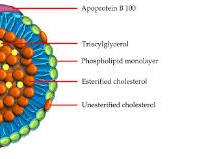 Image of LDL cholesterol molecule