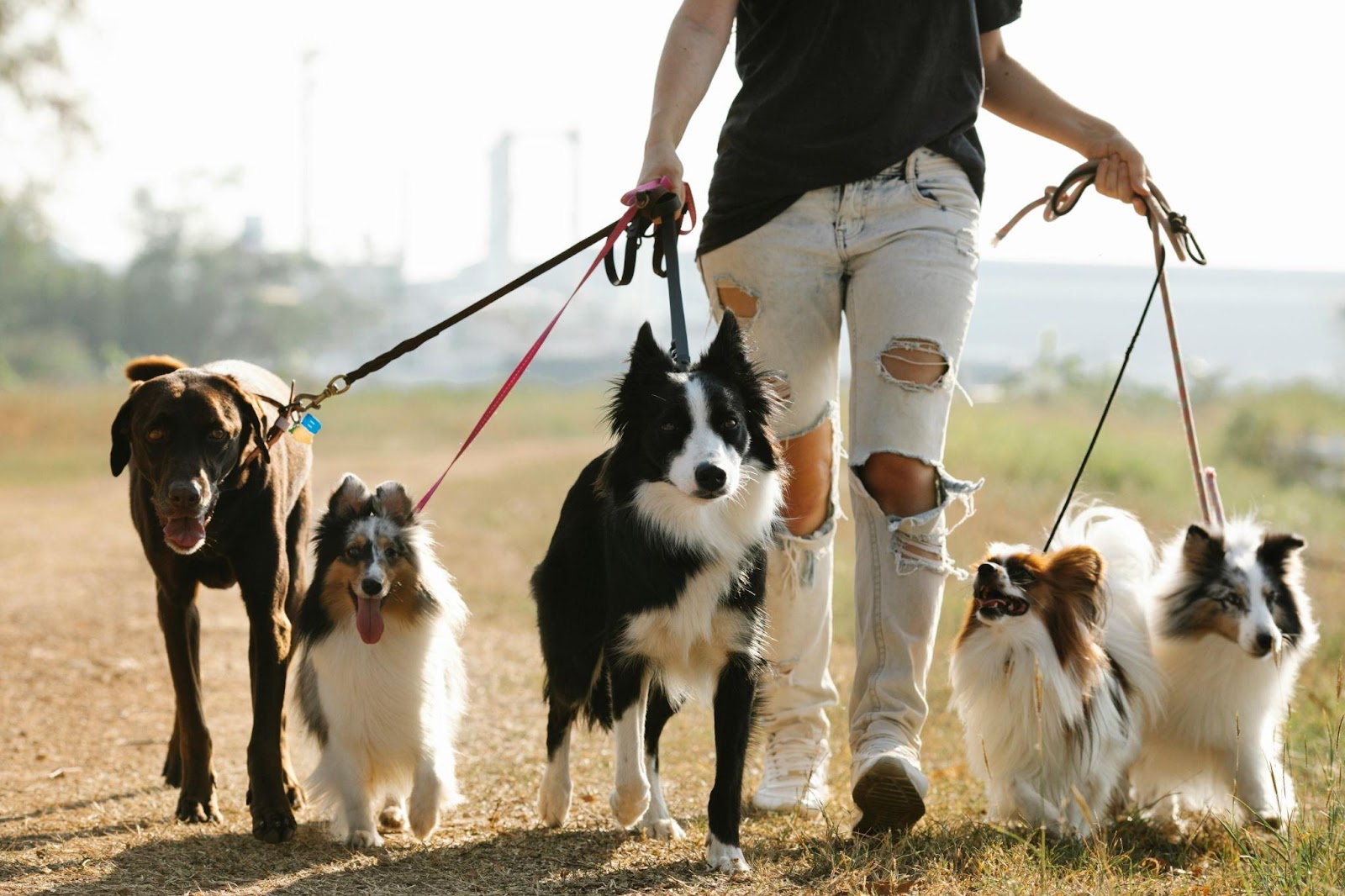 Shetland Sheepdogs