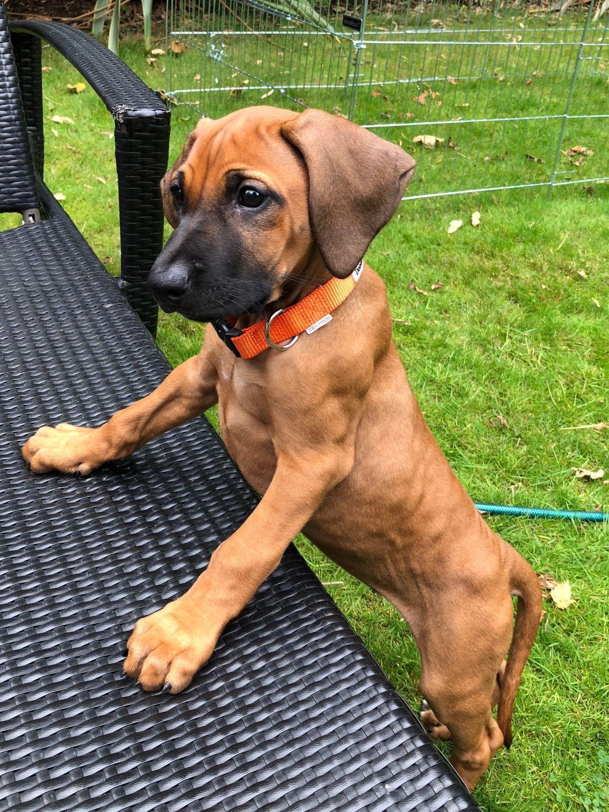 Kiara on her first day at home - image credit Saz Wilson