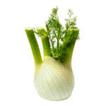 Fennel