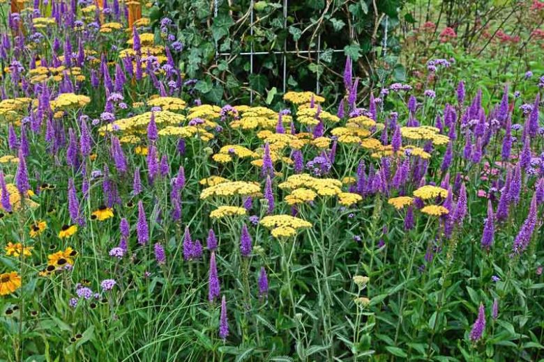 Yarrow in Garden Design and Landscaping