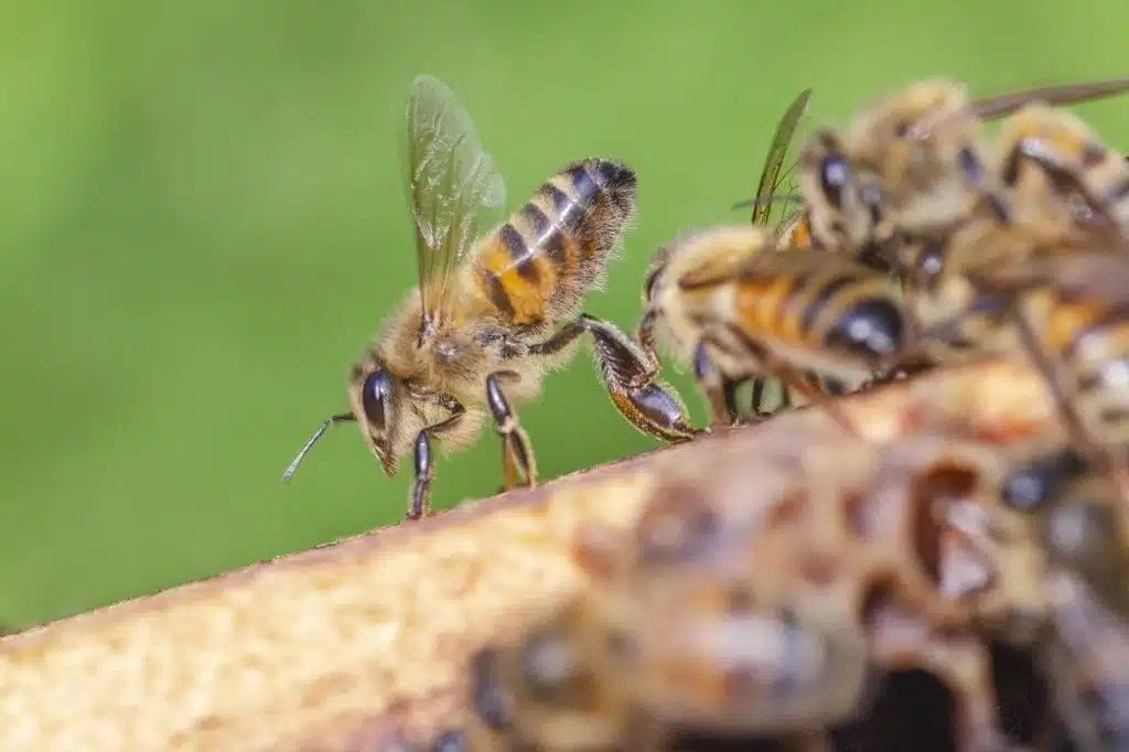 Les phéromones chez les abeilles - Non classifié(e)