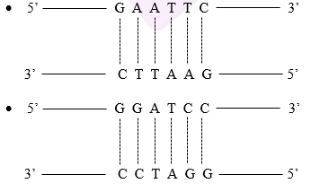 NCERT solutions class 12 biology chapter 11 - 2