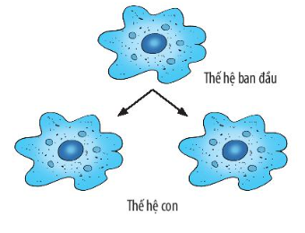 BÀI 39: CHỨNG MINH CƠ THỂ SINH VẬT LÀ MỘT THỂ THỐNG NHẤT