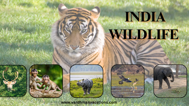 Wildlife Tour india