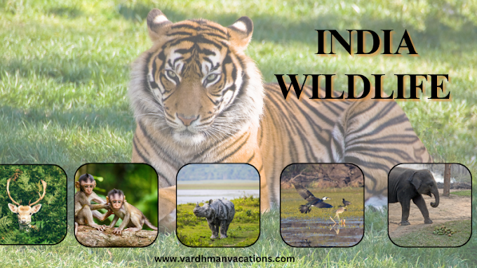 Experience the Wild Side: Unforgettable Wildlife Tours in India