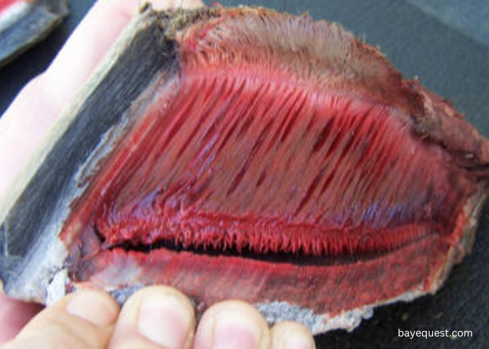 What Causes a Degloved Horse Hoof?