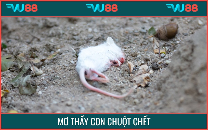 Chiêm bao xuất hiện chuột chết