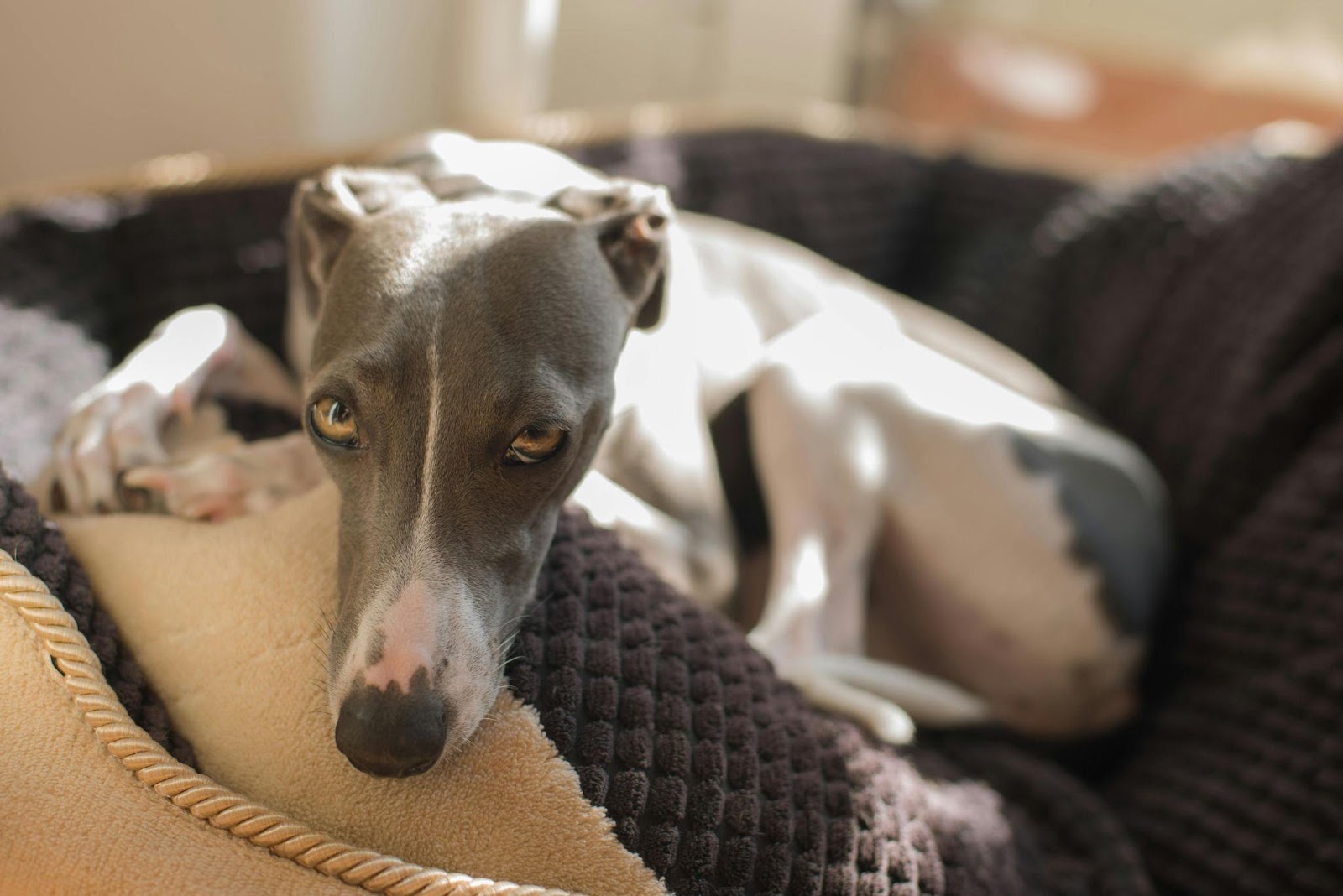 Italian Greyhounds: The Elegant Loungers