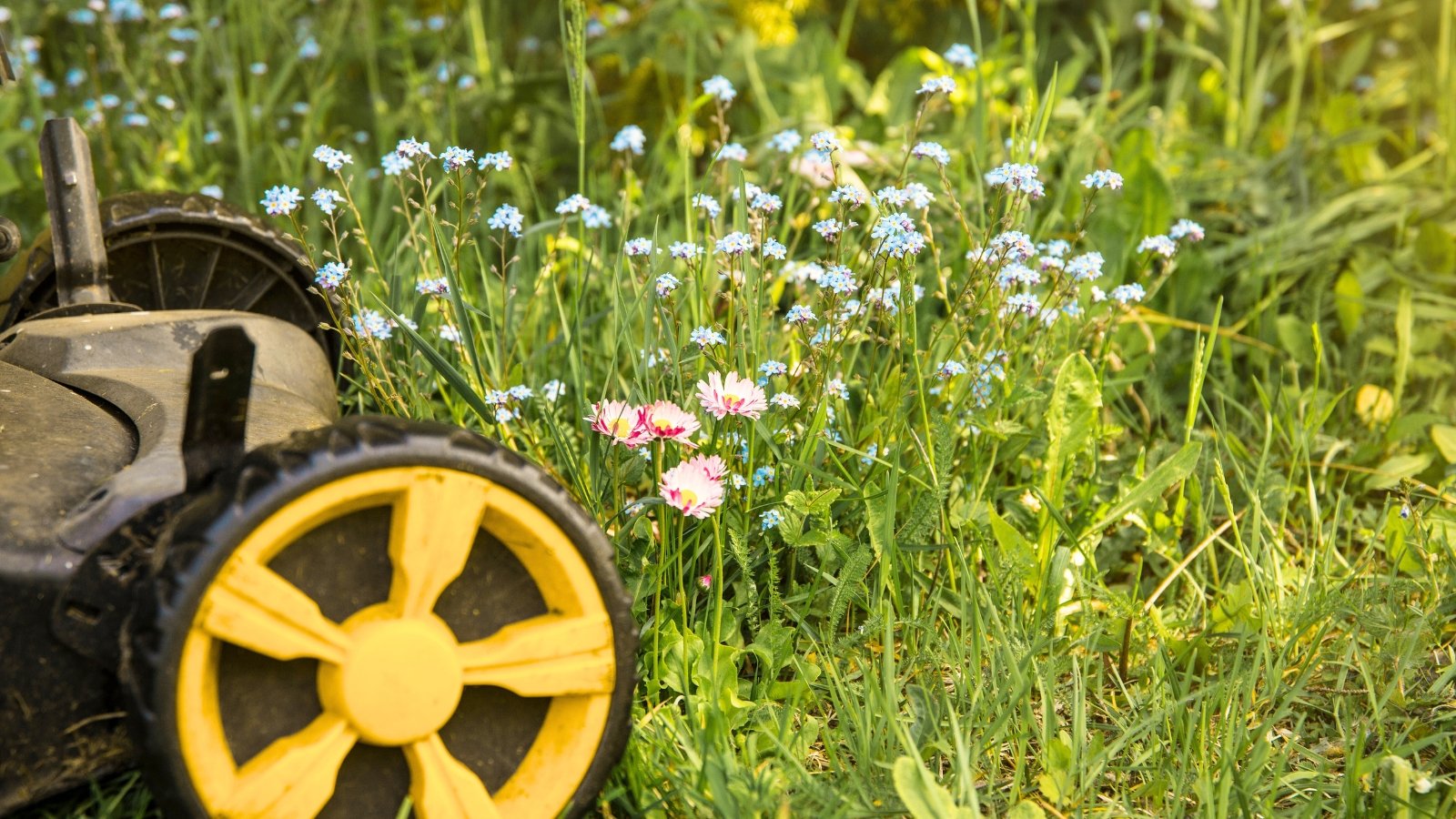 Close up of lawn mower with yellow wheels near abandoned wild area with various wild flowers with blue delicate flowers and bright pink daisies.