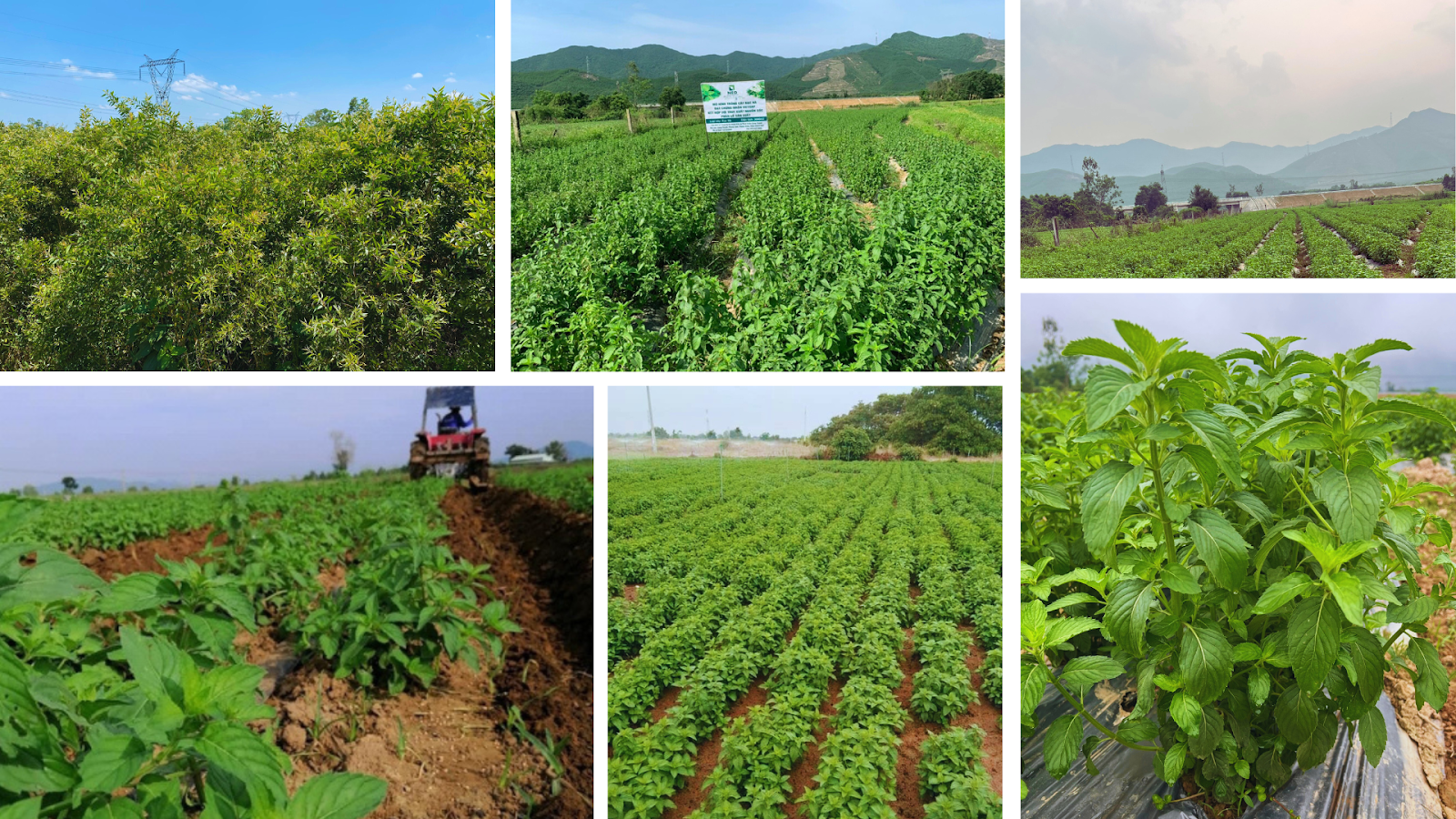 Vùng trồng nguyên liệu công ty Công Thành NEO