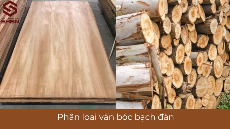 Ván bóc bạch đàn ngày càng được ưa chuộng