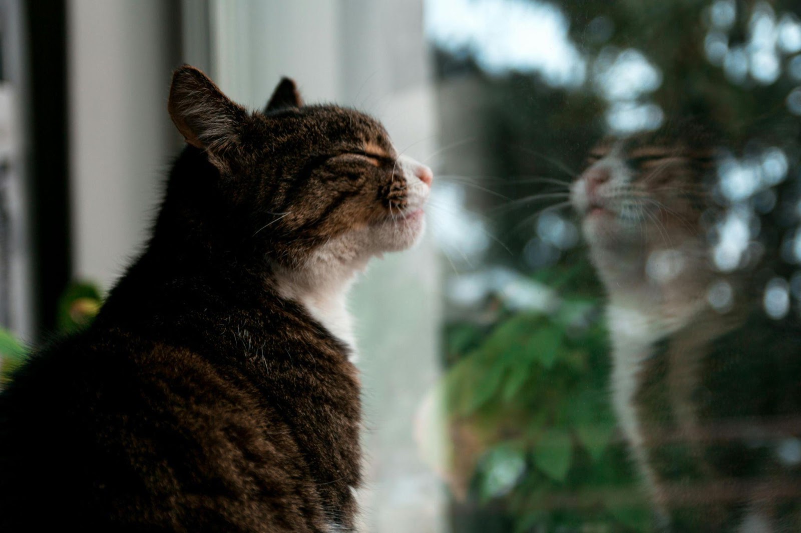 Window Perch Bird-watching