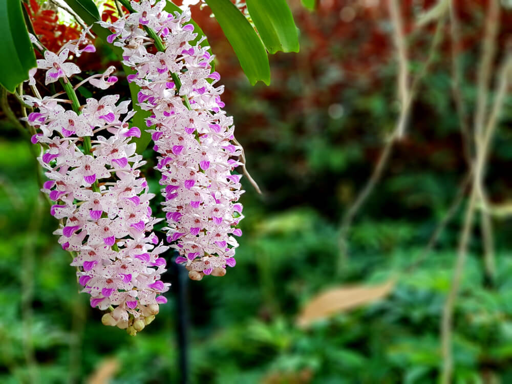 Foxtail Orchid