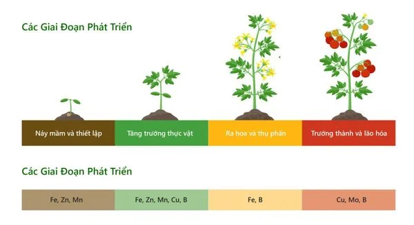 Bệnh nứt thân, xì mủ: Nguyên nhân, triệu chứng & cách phòng trị