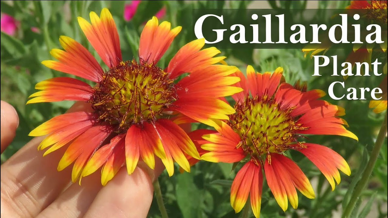 Caring for Blanket Flower (Gaillardia)