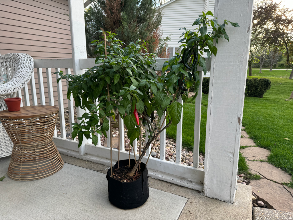 Cowboy Candy aka Candied Jalapeños - pepper plant