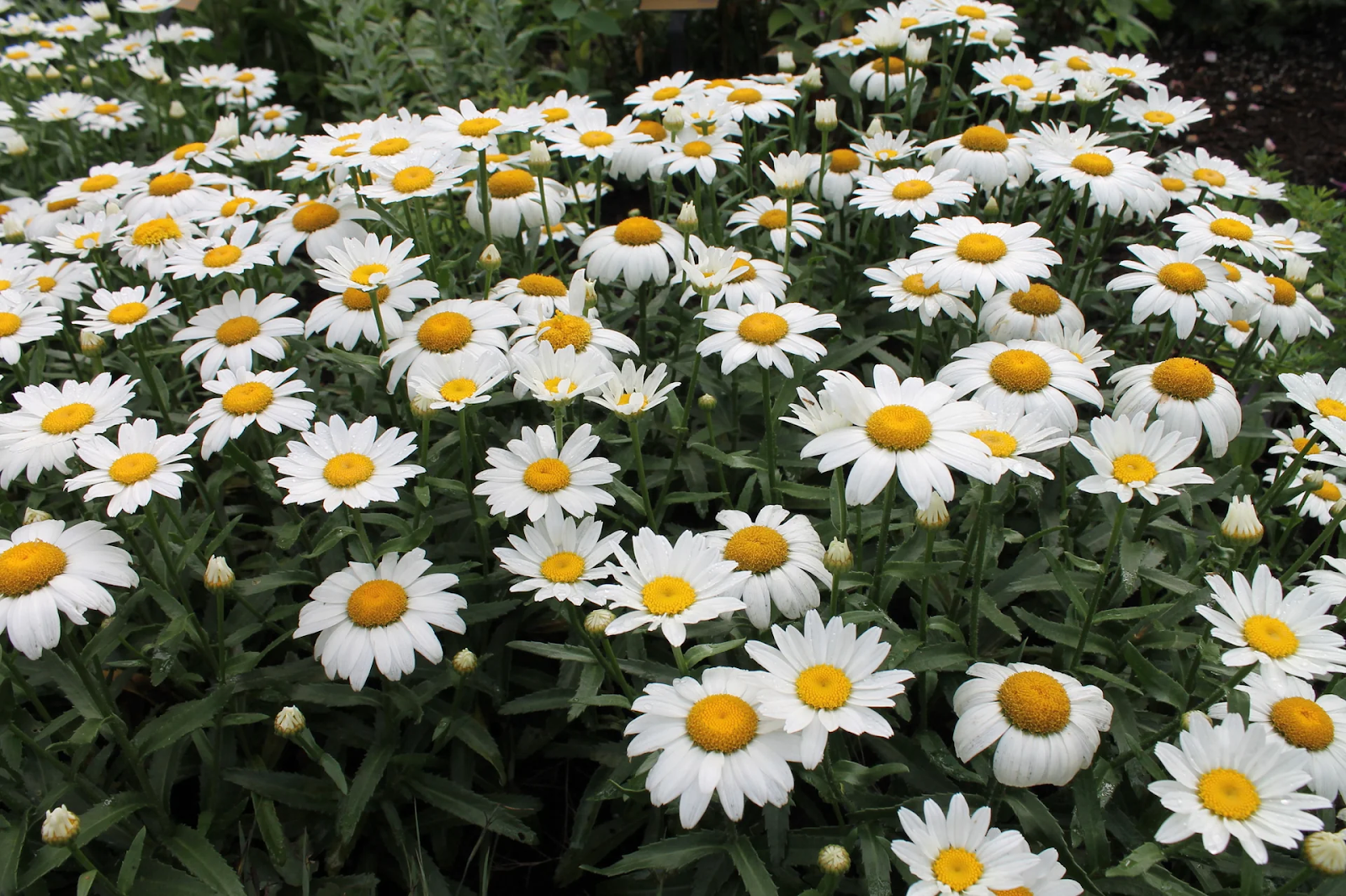 The Shasta daisy Origin and Genetics