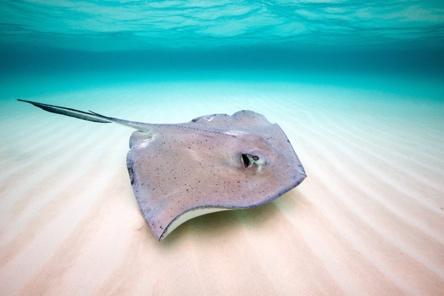 Sea Wonder: Southern Stingray | National Marine Sanctuary Foundation