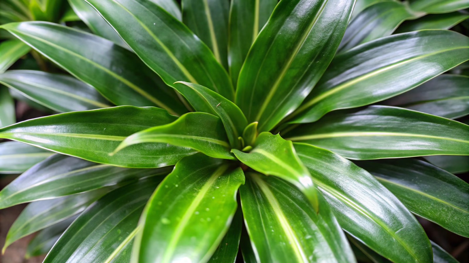 Características da Dracena Compacta