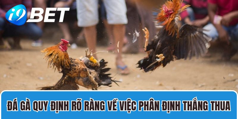 Đá gà quy định rõ ràng về việc phân định thắng thua