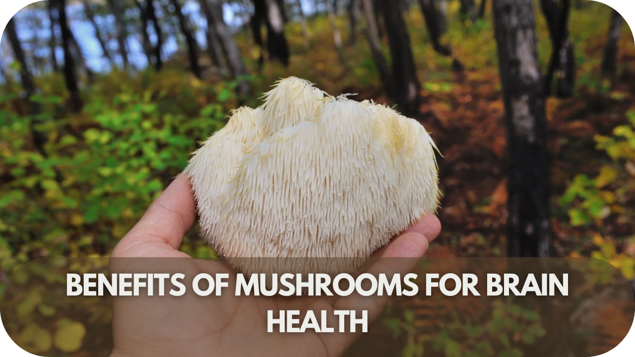 How mushrooms enhance brain health and support mental clarity.