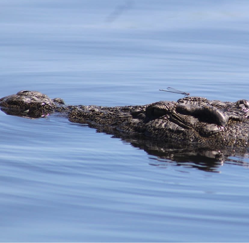 Chobe River with a crocodile