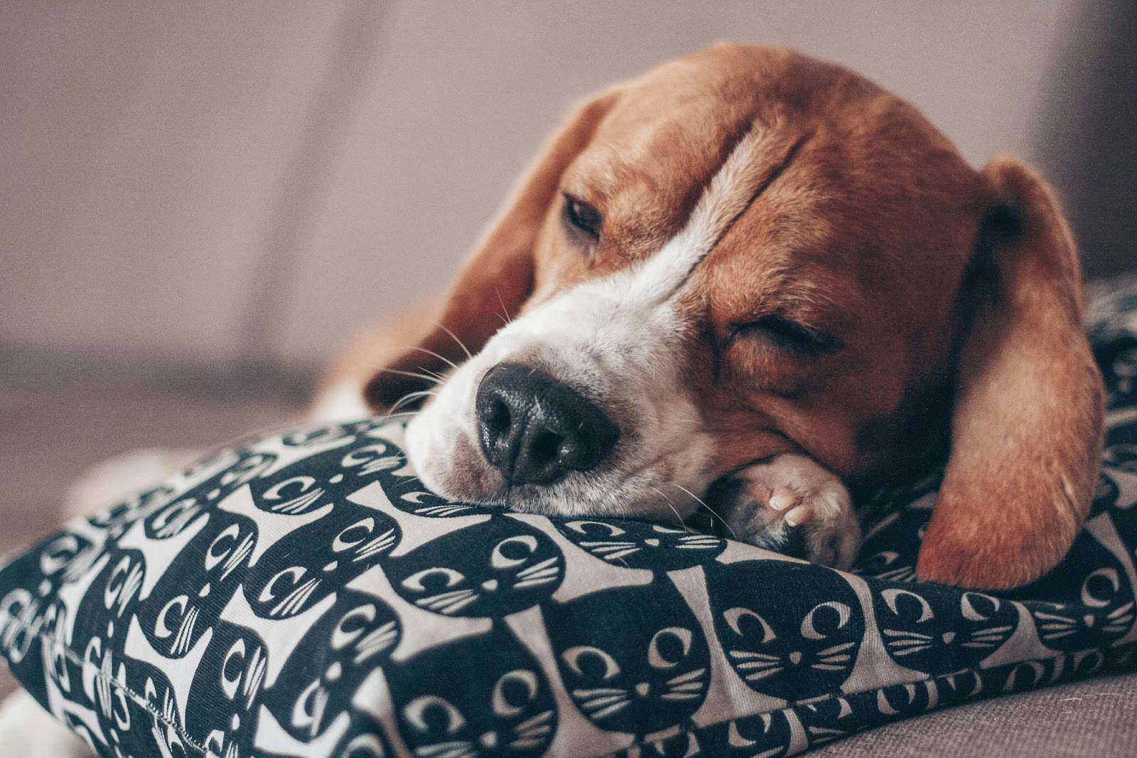 Beagle Sleeping on Pillow