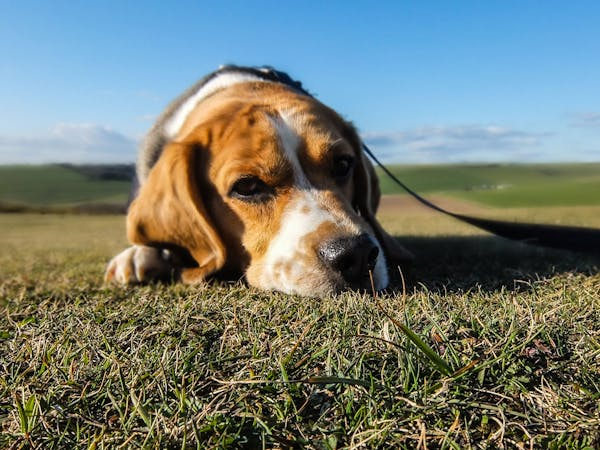 Brown and white dog lying on grass