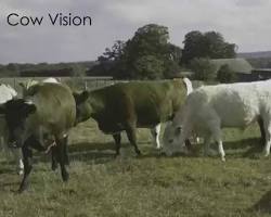 Image of Cow vision