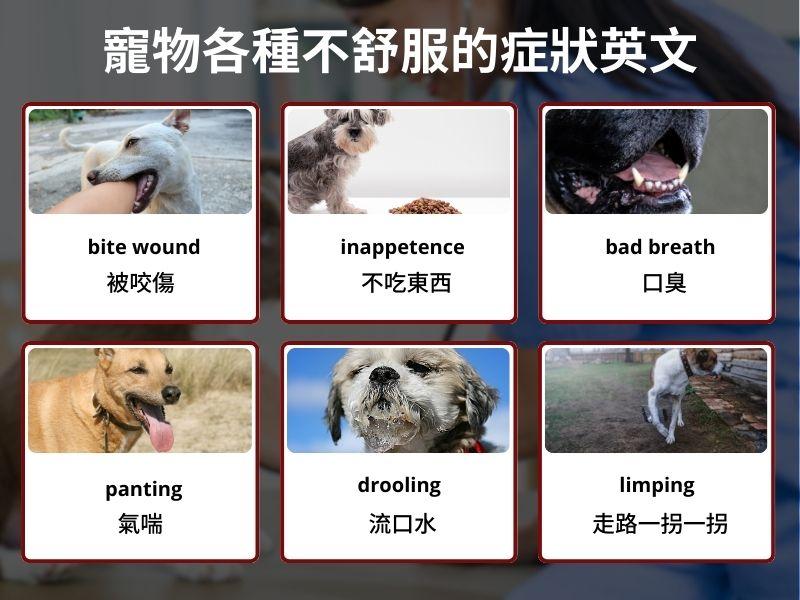 一張含有 文字, 螢幕擷取畫面, 狗, 哺乳動物 的圖片

自動產生的描述