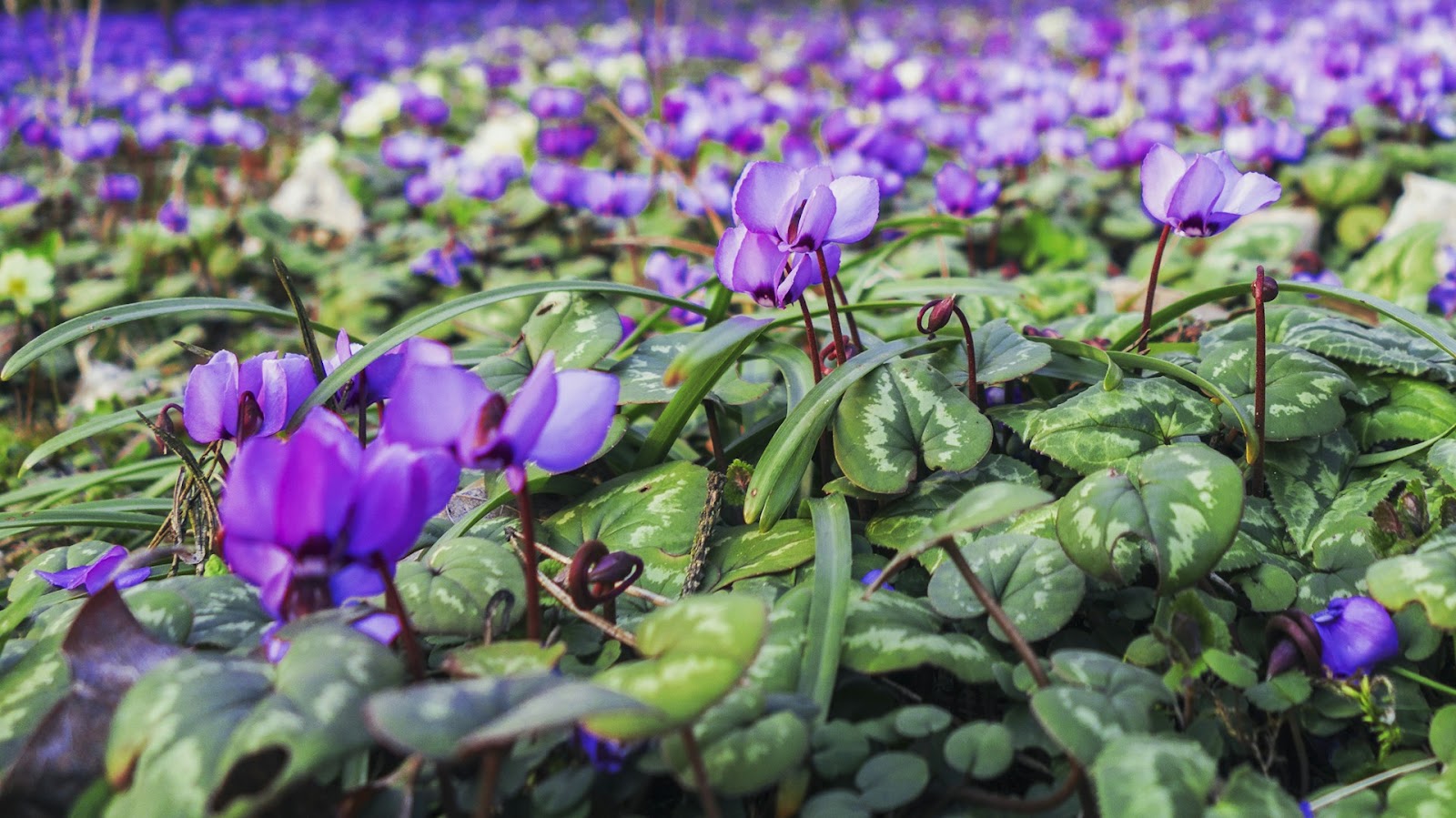 Potted Cyclamen Care