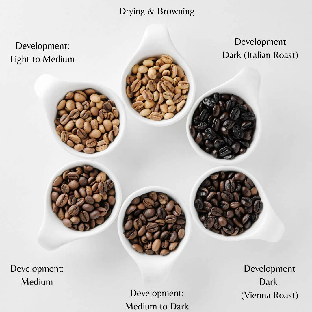 Arabica Dark Roast vs. Light Roast&nbsp;