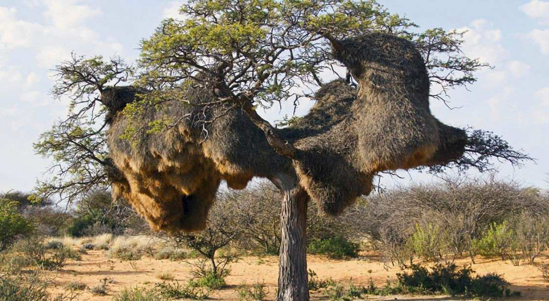 A tree in a dry, grassy landscape showcases nature's biomimetic innovation, with large, dense weaver bird nests dangling from its branches like thick, bushy growths, forming unusual shapes against a partly cloudy sky.