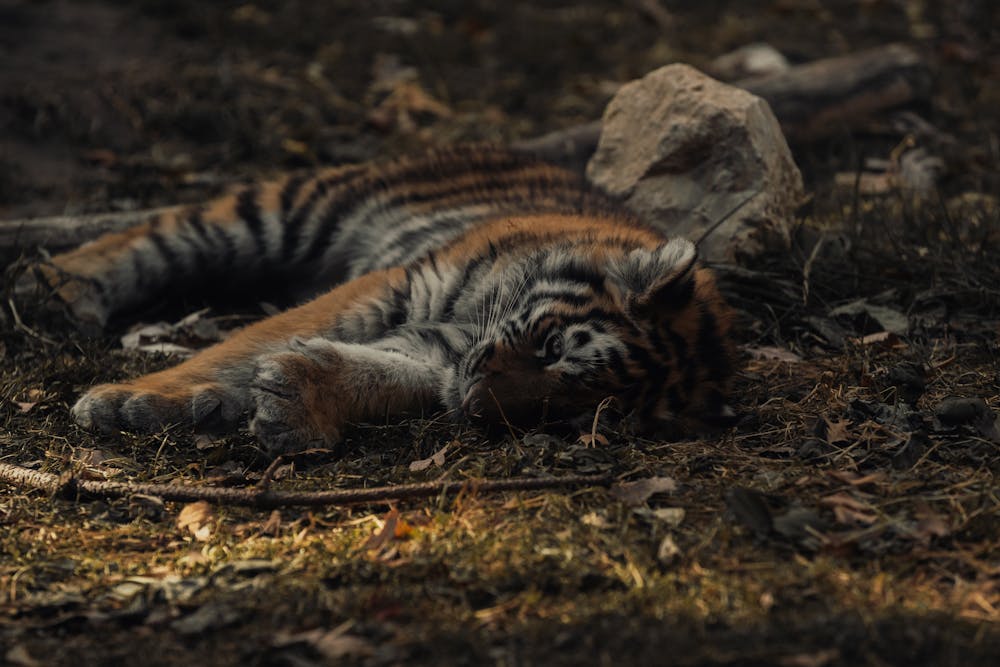 Adorable Tiger Cub Resting in Natural Habitat