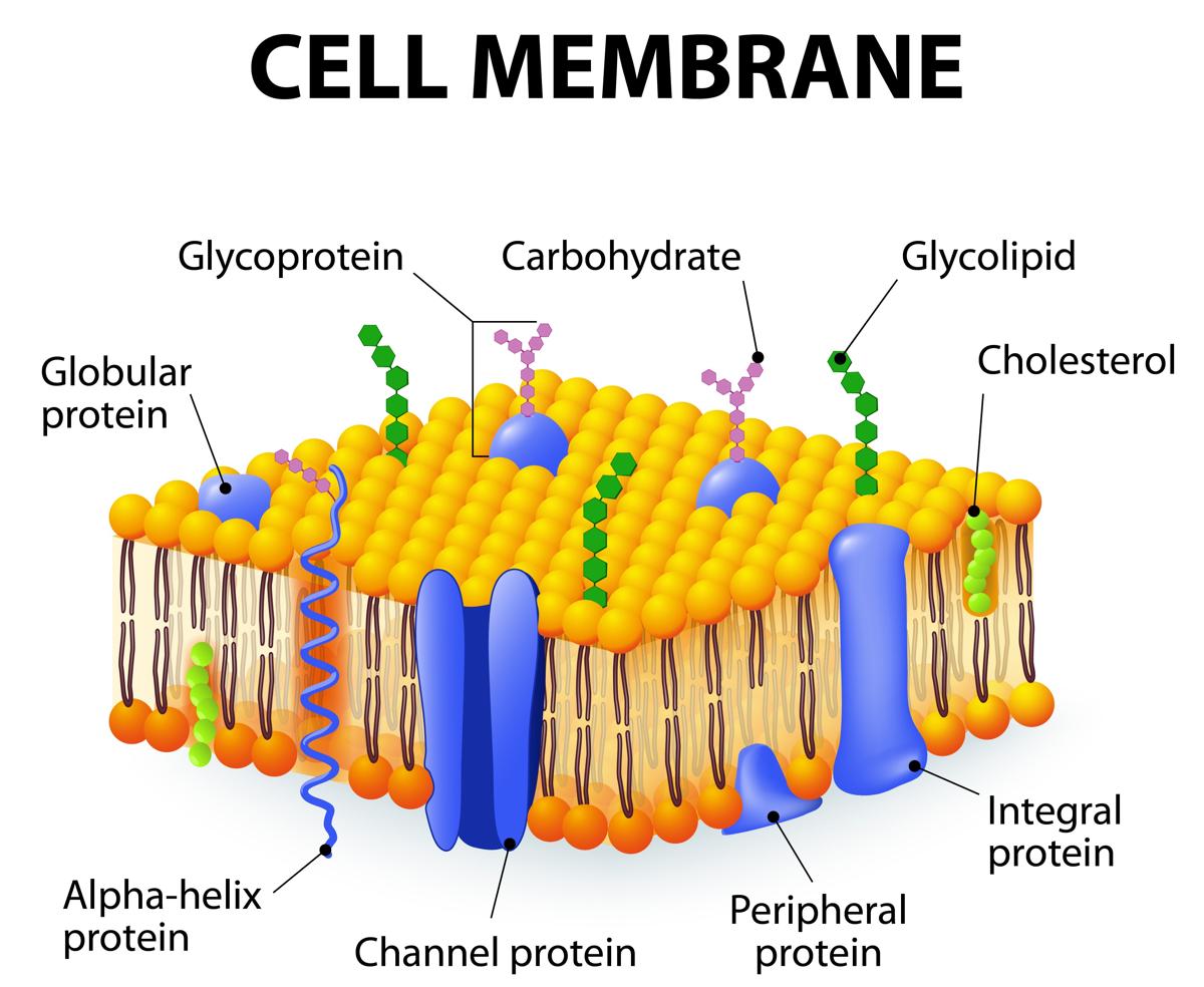 Image result for cell membrane