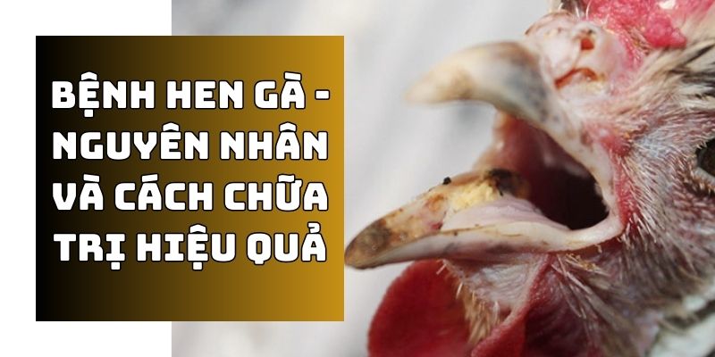 CÙng Daga88 tìm hiểu nguyên nhân và cách chữa trị bệnh hen gà hiệu quả 