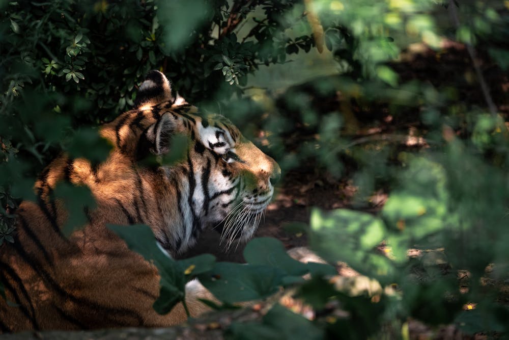 A Tiger Lying on Ground