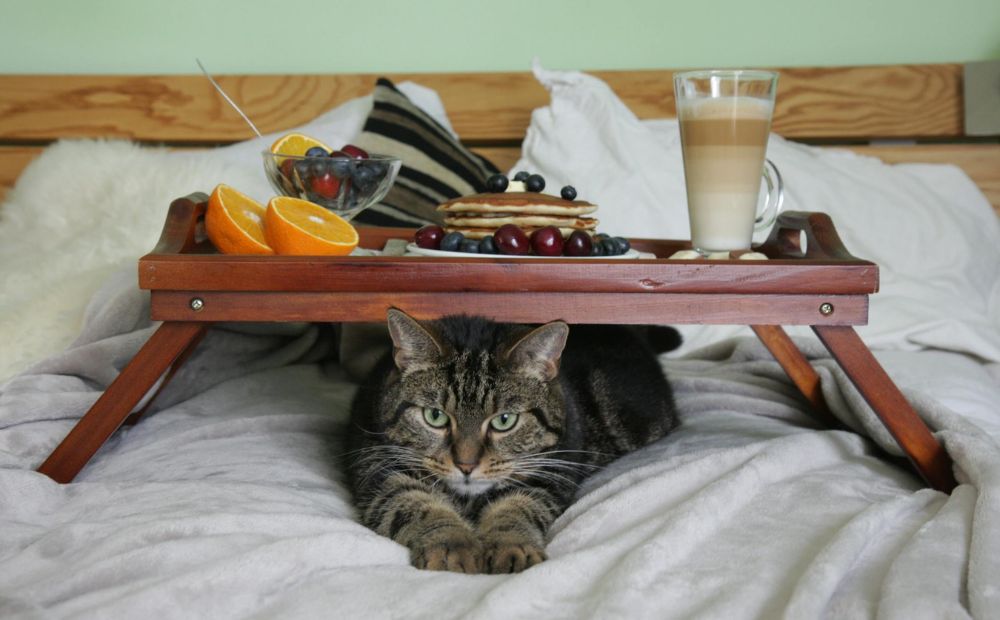 cat under a tray