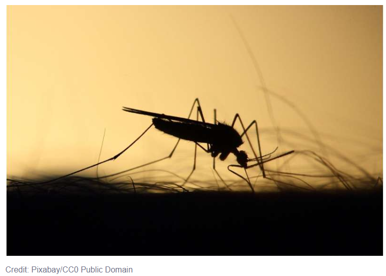 A silhouette of a mosquito

Description automatically generated