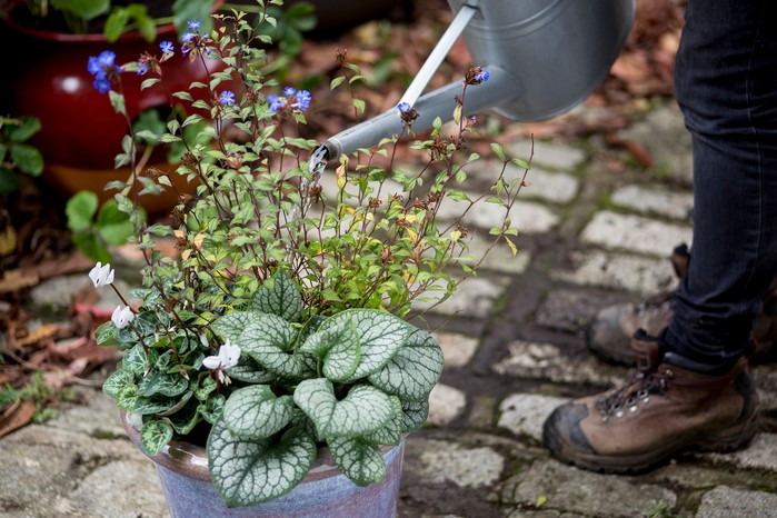 Ideal Growing Conditions for Brunnera