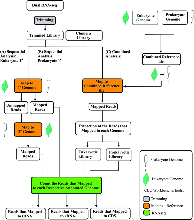 Comprehensive Methodology for Dual RNA-seq Analysis