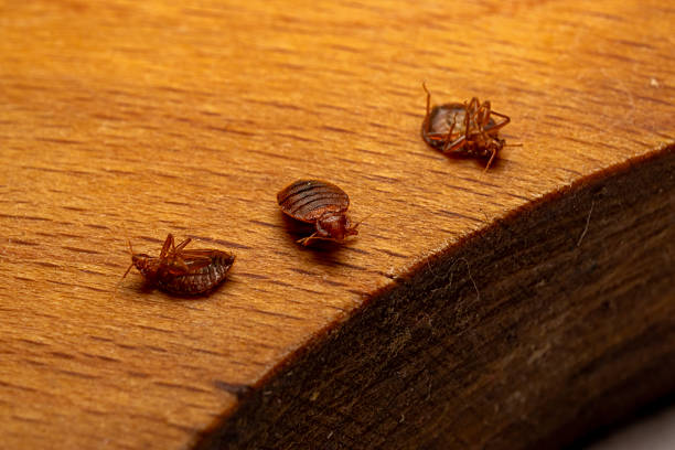 Green Machine Pest Control offers expert solutions to save your furniture after bed bug infestation, ensuring a bug-free home.