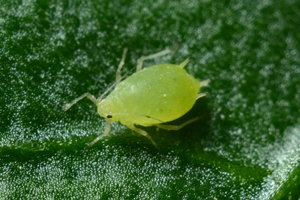 aphids on jade plant