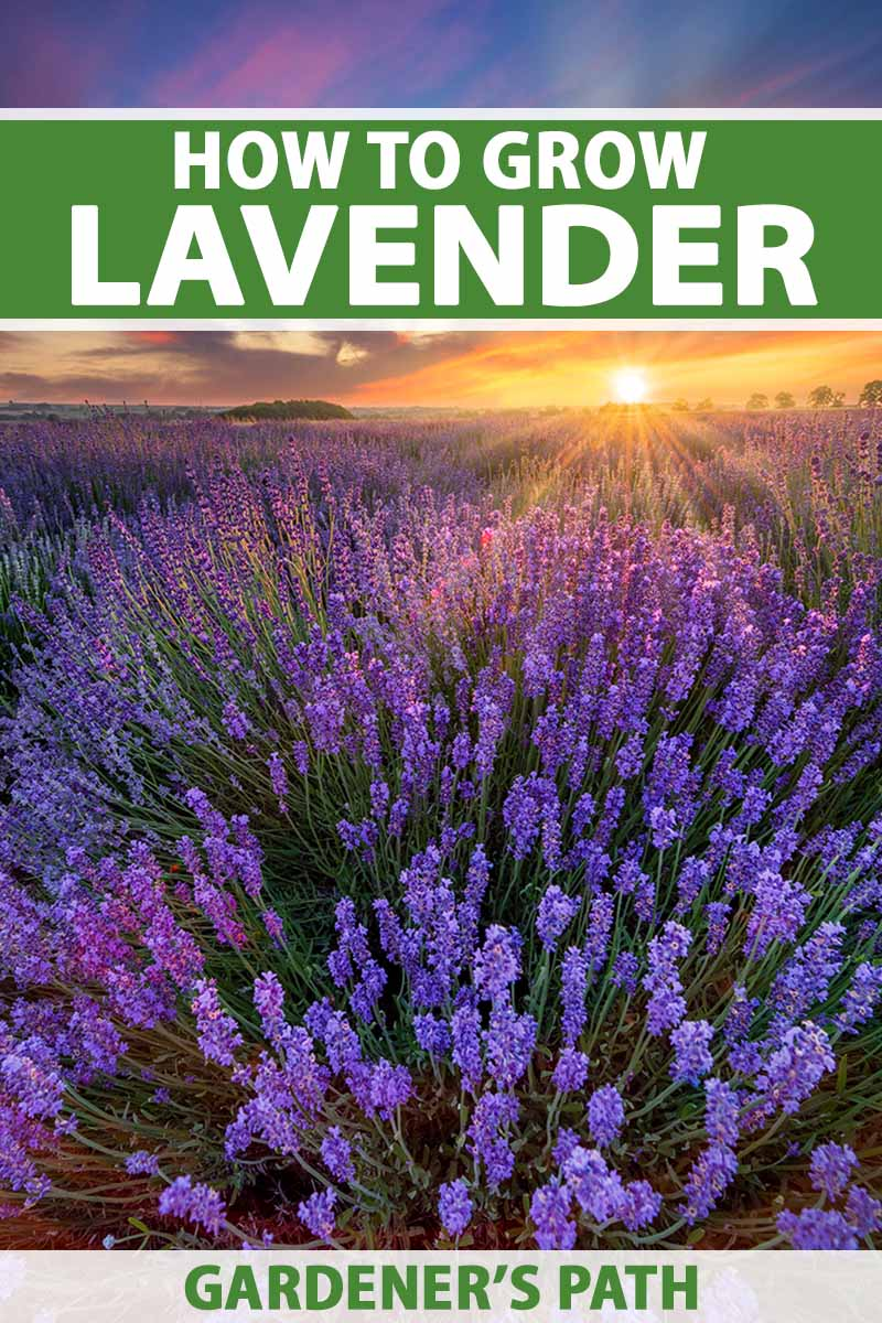 How to Grow Lavender in a Garden