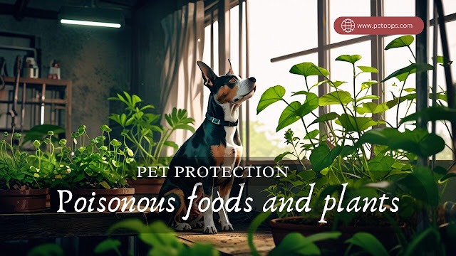 poisonous plants and food for pets