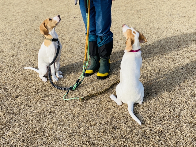 芝生の上で飼い主の前にお座りしている2匹の犬